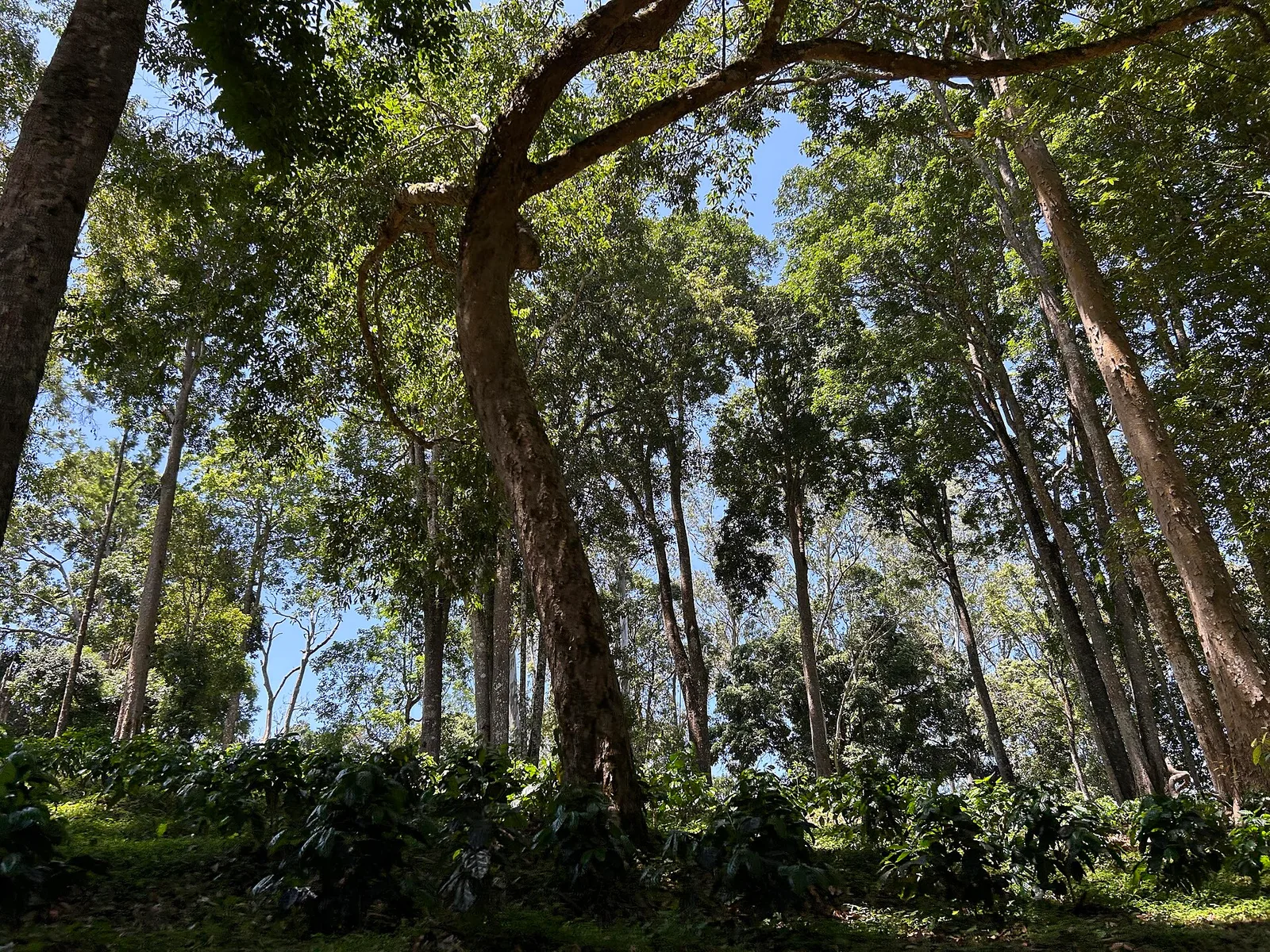 מטע קפה ערביקה ירוק ושופע על מדרונות קינטמני בבאלי, ענפים עם פולי קפה אדומים ובשלים ונוף הררי ברקע